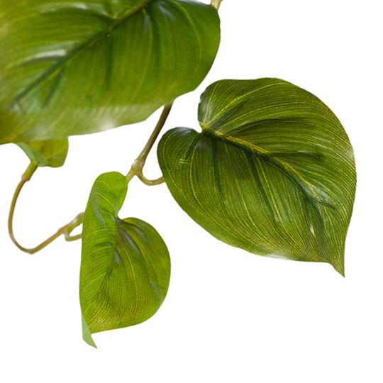 Philodendron Hanging Bush Green 81cm