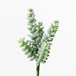 Sedum Sunflower / Grey Green 20cm