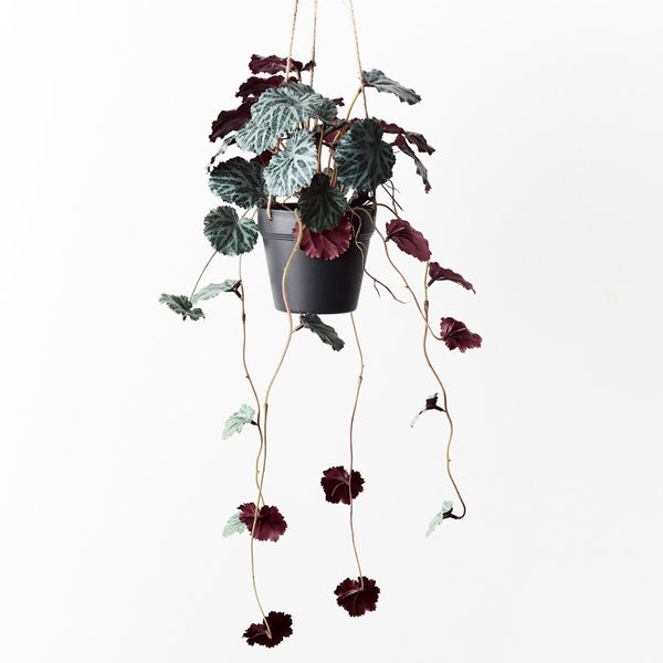 Saxifraga Hanging Pot / Dark Green 55cm